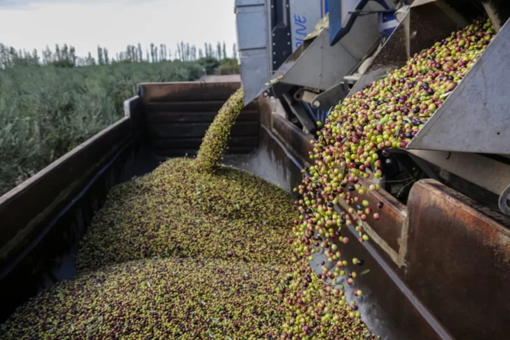 argentina_es_sede_del_concurso_de_aceite_de_oliva_mas_importante_del_mundo_001-728x485 olivos