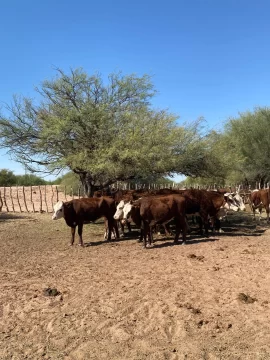 Detectan bovinos con marcas irregulares en un camión que viajaba a San Luis