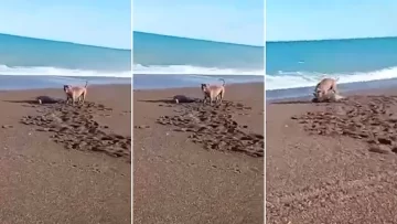 Un pitbull atacó a una cría de lobo marino y la Justicia intenta dar con el dueño