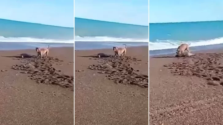 Un pitbull atacó a una cría de lobo marino y la Justicia intenta dar con el dueño Un pitbull atacó a una cría de lobo marino y la Justicia intenta dar con el dueño