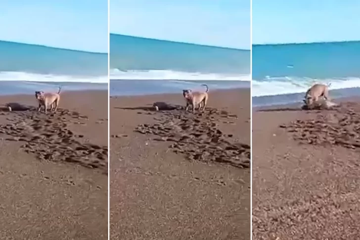 Un pitbull atacó a una cría de lobo marino y la Justicia intenta dar con el dueño