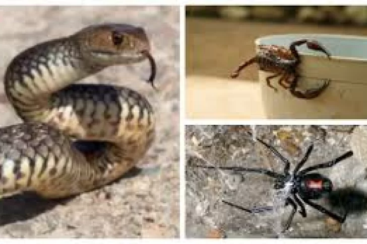 Con la llegada del verano sanjuanino, ¿qué hacer ante la presencia de arañas, escorpiones y serpientes?