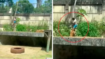 Tragedia en Brasil: un hombre murió al entrar al recinto de leones en un zoológico