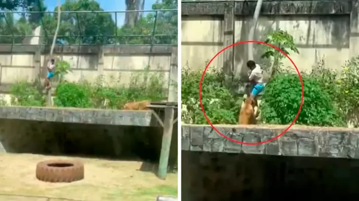 Tragedia en Brasil: un hombre murió al entrar al recinto de leones en un zoológico Tragedia en Brasil: un hombre murió al entrar al recinto de leones en un zoológico