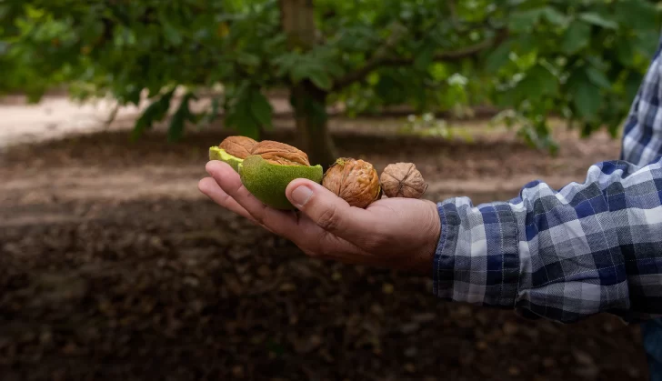 nueces-1-728x419