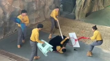 [VIDEOS] Un oso atacó a su cuidador y desató el pánico en un parque de China