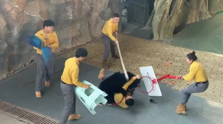 [VIDEOS] Un oso atacó a su cuidador y desató el pánico en un parque de China