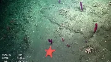 Tras ganar el Martín Fierro de Oro, el streaming del Conicet vuelve al fondo del mar: todos los detalles Tras ganar el Martín Fierro de Oro, el streaming del Conicet vuelve al fondo del mar: todos los detalles