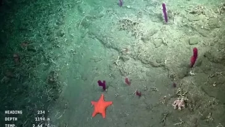 Tras ganar el Martín Fierro de Oro, el streaming del Conicet vuelve al fondo del mar: todos los detalles Tras ganar el Martín Fierro de Oro, el streaming del Conicet vuelve al fondo del mar: todos los detalles