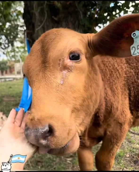 Dolor e indignación en un pueblo de Córdoba: carnearon a un ternero que era la mascota de un colegio primario