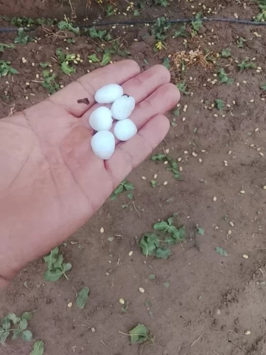 Las tormentas de enero generaron daños puntuales y verduras más caras Las tormentas de enero generaron daños puntuales y verduras más caras