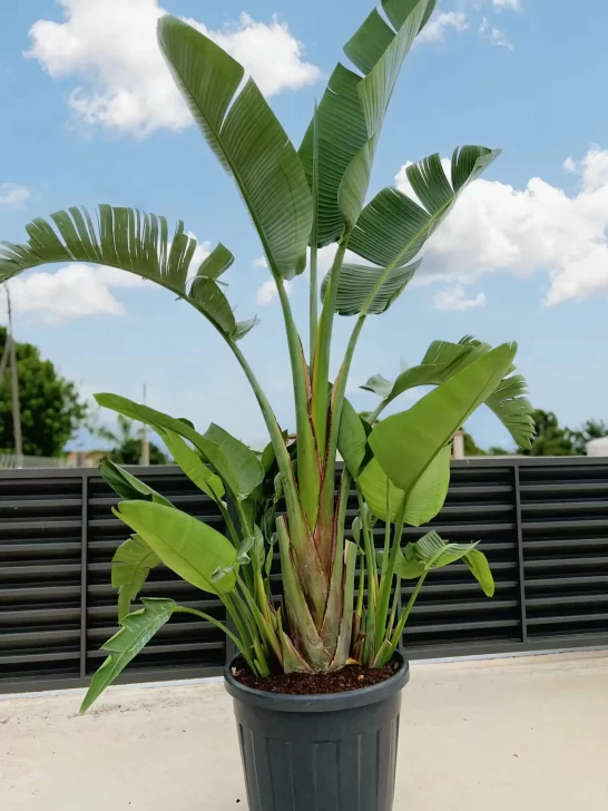 Ave-del-Paraiso-546x728