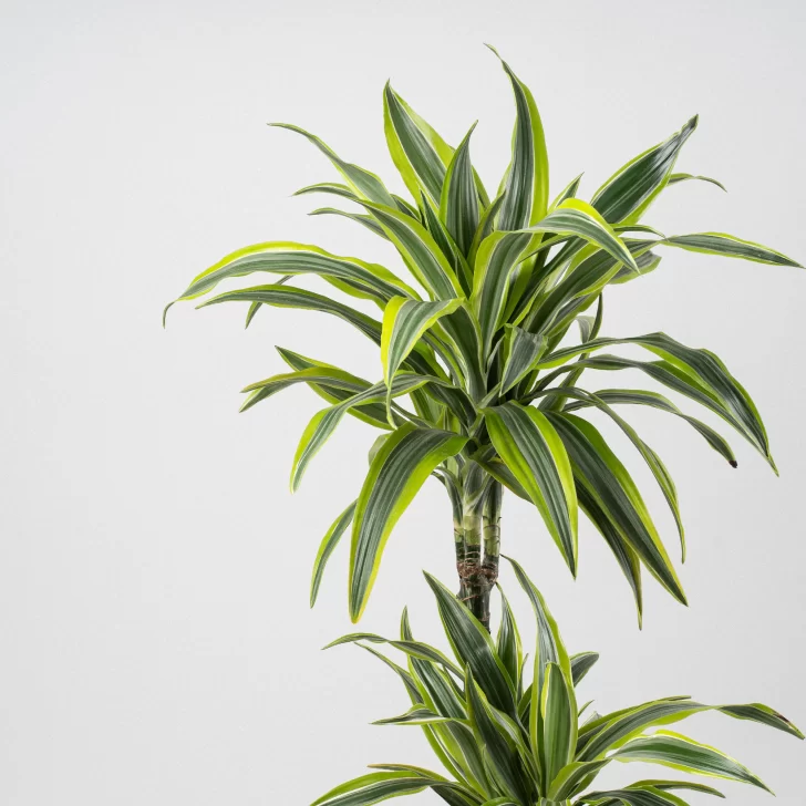 Dracena-728x728