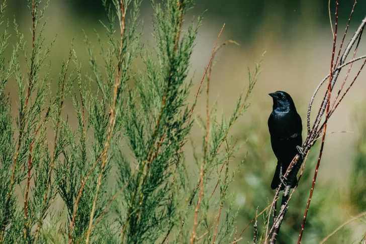 Parque-Sarmiento-5-728x486 Parque-Sarmiento-5-728x486