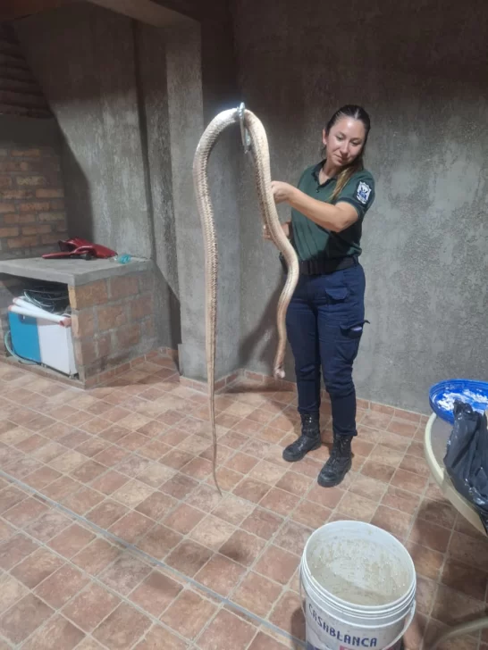 WhatsApp-Image-2026-01-26-at-22.05.11-546x728 serpiente. albardon 26