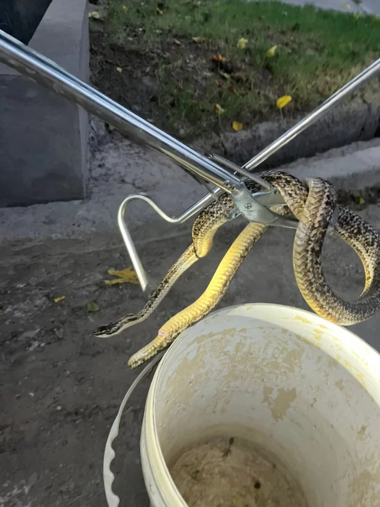 WhatsApp-Image-2026-01-26-at-22.05.59-546x728 serpiente. capital 26