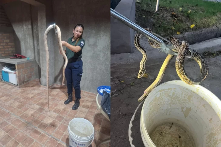 Encontraron a dos serpientes en domicilios sanjuaninos: una fue liberada y la otra murió Encontraron a dos serpientes en domicilios sanjuaninos: una fue liberada y la otra murió
