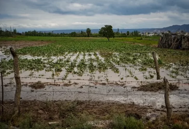 Las lluvias de verano, ¿dañan los cultivos sanjuaninos? El análisis de un especialista del INTA Las lluvias de verano, ¿dañan los cultivos sanjuaninos? El análisis de un especialista del INTA