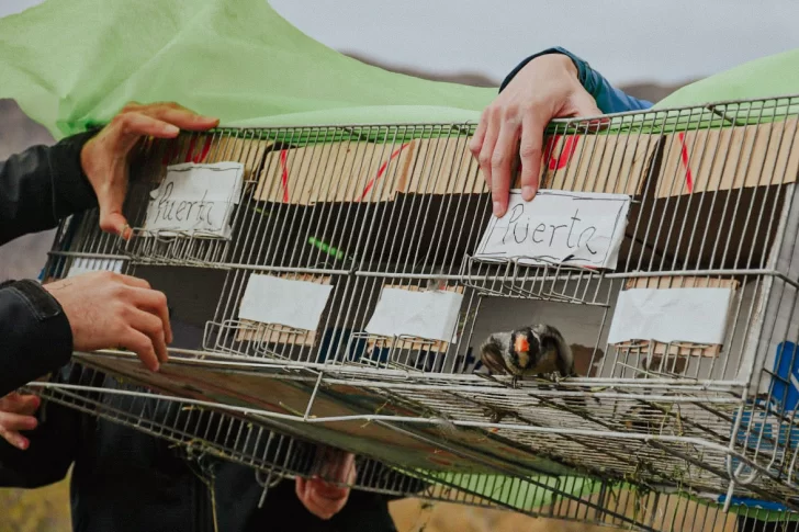 ambiente.-aves-1-728x485