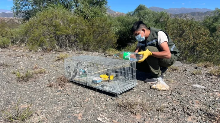 ambiente.-aves-728x410