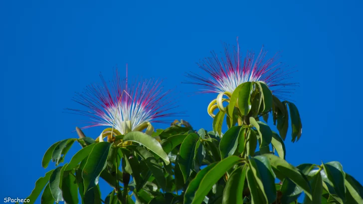 La planta del dinero La planta del dinero
