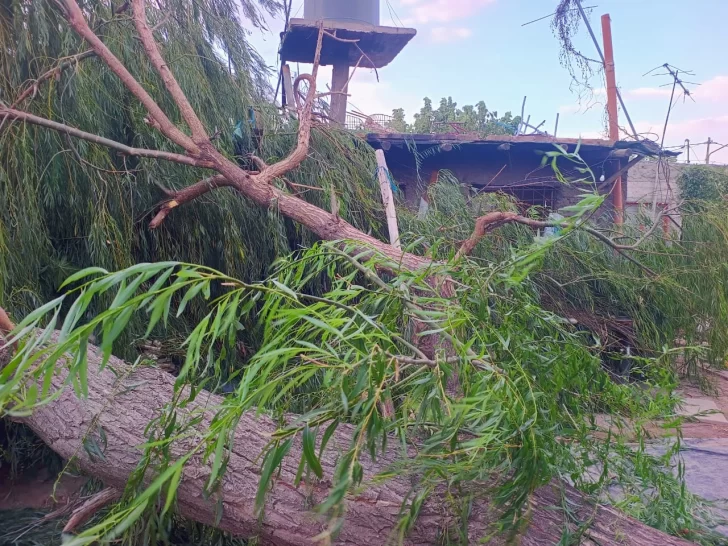Las intensas ráfagas de viento provocaron la caída de un árbol sobre una vivienda Las intensas ráfagas de viento provocaron la caída de un árbol sobre una vivienda