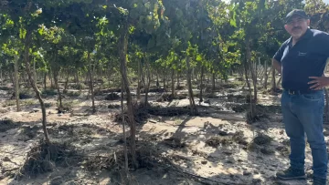 En enero, Agricultura contabilizó unas 1.000 hectáreas de cultivos dañadas por lluvias y granizo En enero, Agricultura contabilizó unas 1.000 hectáreas de cultivos dañadas por lluvias y granizo