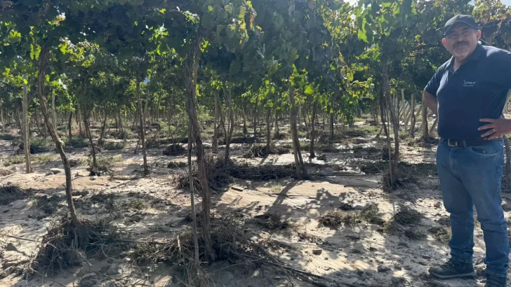 En enero, Agricultura contabilizó unas 1.000 hectáreas de cultivos dañadas por lluvias y granizo En enero, Agricultura contabilizó unas 1.000 hectáreas de cultivos dañadas por lluvias y granizo