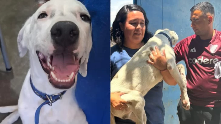 La historia de Duque, el perro robado que volvió a casa y pudo pasar Año Nuevo con su familia La historia de Duque, el perro robado que volvió a casa y pudo pasar Año Nuevo con su familia