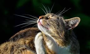 gato-garrapatas gato-garrapatas