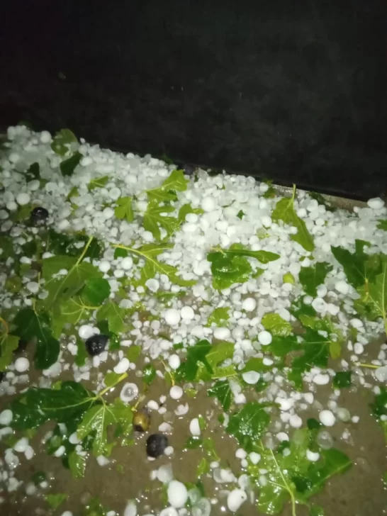 granizo-Medano-de-Oro-310126-1-546x728