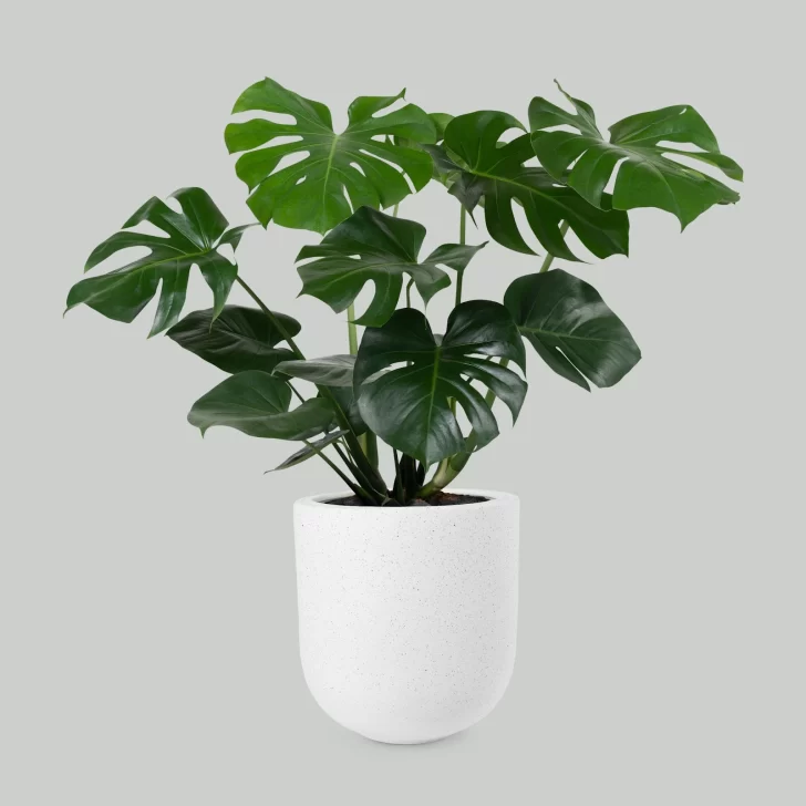 monstera-728x728