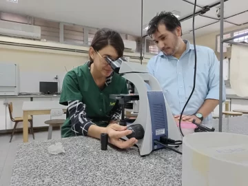 Hallazgo científico de la UNSJ: egresados descubrieron un parásito que afecta la supervivencia del ratón andino Hallazgo científico de la UNSJ: egresados descubrieron un parásito que afecta la supervivencia del ratón andino