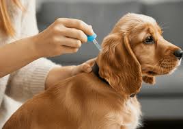 pipeta-garrapata pipeta-garrapata