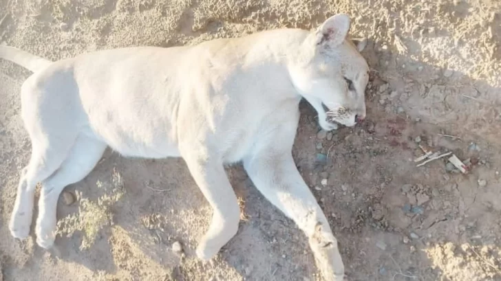 puma-1-728x409 puma-1-728x409