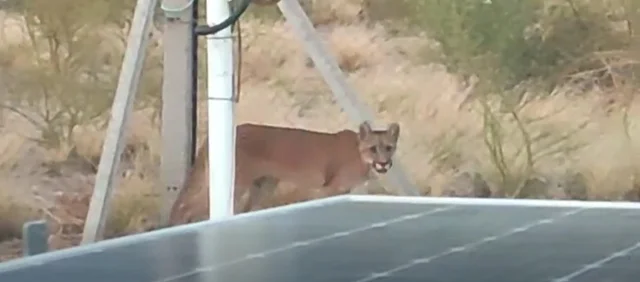 Qué se sabe del puma que se vio en Ullum y por qué cada vez hay más avistamientos Qué se sabe del puma que se vio en Ullum y por qué cada vez hay más avistamientos