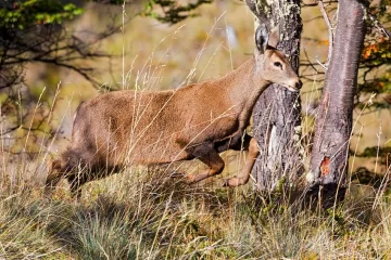 Aseguran que hasta la mitad de las especies podría desaparecer para 2050: así impactaría en los humanos Aseguran que hasta la mitad de las especies podría desaparecer para 2050: así impactaría en los humanos