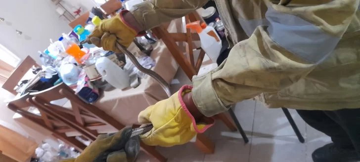 bomberos-santa-lucia-serpiente-102-2-728x328