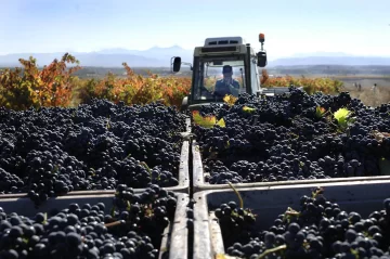 En medio de la crisis del vino, las cooperativas de Mendoza lograron crecer En medio de la crisis del vino, las cooperativas de Mendoza lograron crecer