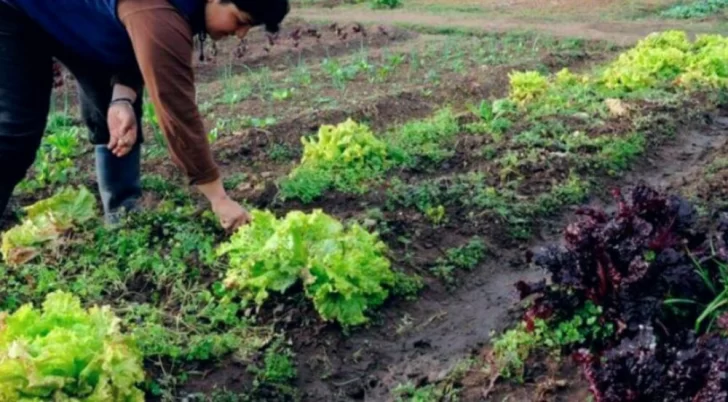 Dura temporada para los productores sanjuaninos: 330 denuncias y más del 80% de daño, los datos que preocupan un sector Dura temporada para los productores sanjuaninos: 330 denuncias y más del 80% de daño, los datos que preocupan un sector
