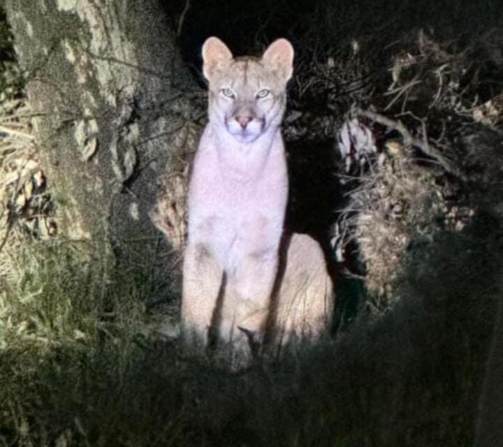 Alarma en Zonda por el avistamiento de un puma cerca de viviendas Alarma en Zonda por el avistamiento de un puma cerca de viviendas
