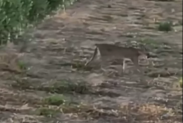 Trabajadores rurales registraron la presencia de pumas en una finca de Sarmiento: “No quieren problemas” Trabajadores rurales registraron la presencia de pumas en una finca de Sarmiento: “No quieren problemas”