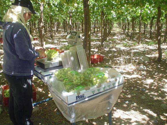 Vitivinicultura. Este sector enfrenta serios desafíos competitivos para sus uvas de mesa, pasas, vinos y mostos.